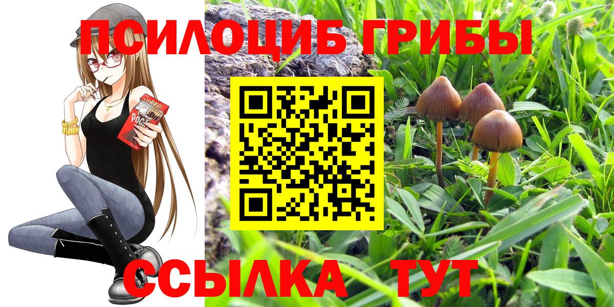 Псилоцибиновые грибы Psilocybe Бердск